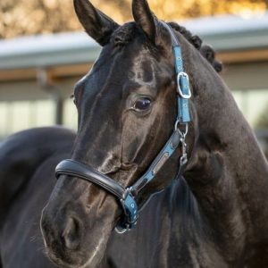 LeMieux Capella headcollar